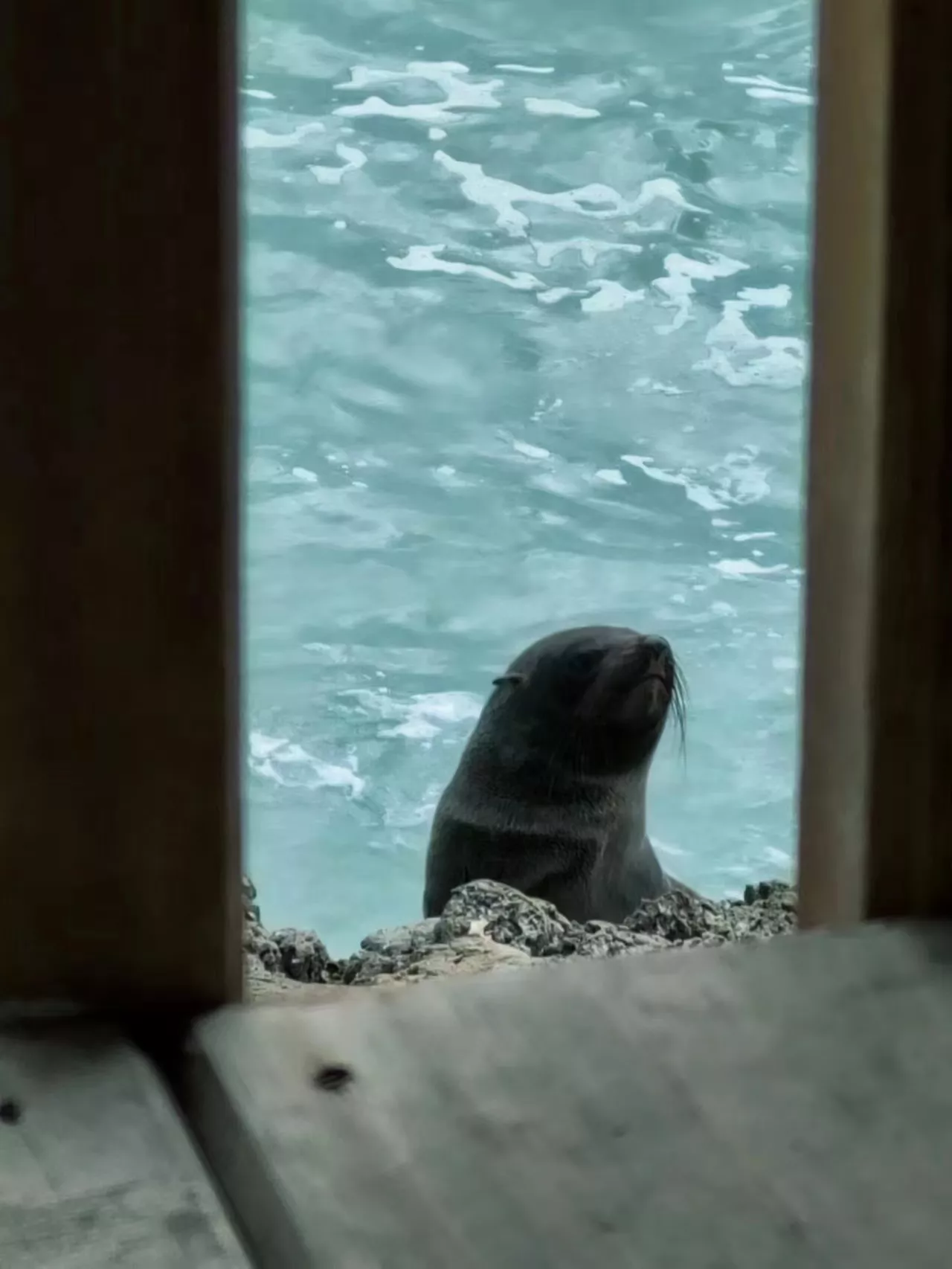 新西兰海洋生物保育区