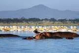 纳瓦沙湖（鸟类天堂，河马家园）
